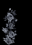 玫瑰花
