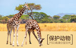 长颈鹿
