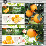 脐橙