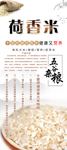 香米易拉宝