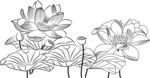荷花 矢量图