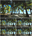 海滩沙滩椰岛椰树视频