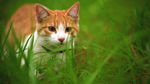 猫咪动物可爱视频