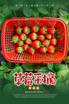 草莓采摘海报