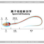 医学精子细胞解剖图