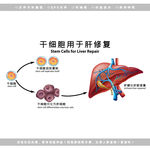 医学干细胞肝修复图解