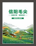 信阳茶