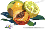水果水彩画