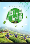 茶叶海报