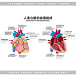 医学心脏血流图解剖图