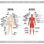 医学人体骨骼肌肉系统解剖图