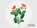 手绘金银花插画