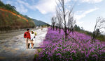 道路花海景观设计效果图