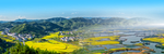 油菜地花海宽屏背景