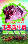 黄牛肉海报