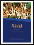 茶树菇