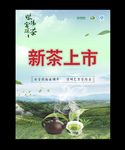 紫阳茶微信海报