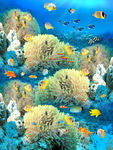 珊瑚海底世界地板