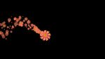 菊花拖尾粒子特效视频