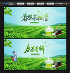 春茶