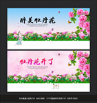 牡丹花