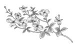 山茱萸手绘素描线描插画白描素材