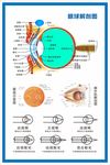 眼球解剖图