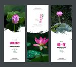 荷花海报