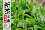 新茶上市