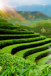 茶