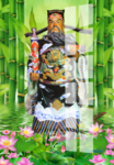 包青天