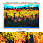 枫树林风景装饰画 水彩画 枫树