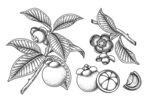 山竹手绘素描插画