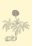 三七线描稿