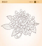 艺术菊花国画线搞白描矢量图