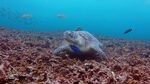 乌龟在海底觅食