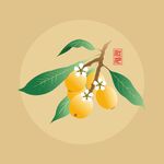 枇杷手绘素材