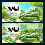 小黄瓜