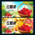 红醋栗