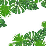 插画夏季植物元素