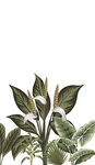 热带植物