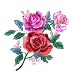 手绘玫瑰花卉和设计ps活图下载