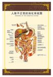 人体不正常消化系统 