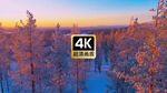短视频素材清晨雪原上的树林