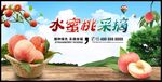 水蜜桃