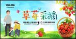 草莓采摘
