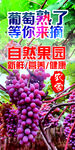 葡萄海报 