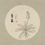手绘荠菜
