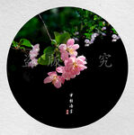 垂丝海棠