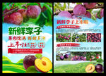 新鲜李子DM单